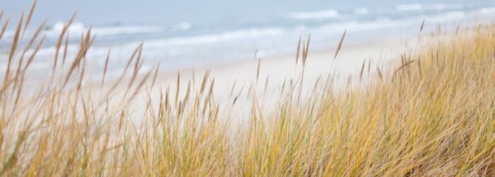 Gräser auf Sand mit Meer im Hintergrund